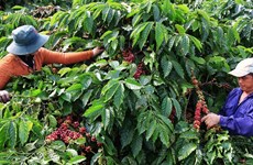 Vietnam por construir cadena de producción y suministro de café libre de deforestación