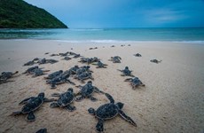 Nueva película vietnamita llama a proteger tortugas marinas