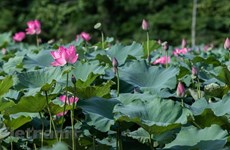 Laguna de lotos encanta a amantes de flores en Hanoi
