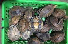 Condenan a prisión en Vietnam a dos personas por comercio ilícito de tortugas raras