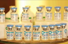 Exportará Vietnam dos millones dosis de vacuna contra la peste porcina africana 
