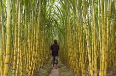 Vietnam exporta caña de azúcar fresca a Estados Unidos y Corea del Sur 
