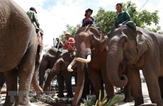 Celebran en provincia vietnamita Día Internacional del Elefante