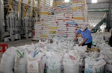 Vietnam se esfuerza por impulsar exportación de arroz y estabilizar el mercado interno