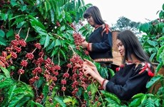 Vietnam busca garantizar producción de café sin provocar deforestación