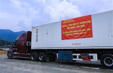 Localidad vietnamita envía 17 toneladas de caña de azúcar a EE.UU.