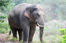 Provincia de Vietnam conserva elefantes salvajes para coexistencia armoniosa