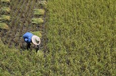 Producción de arroz tailandesa disminuirá por El Niño