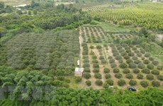 Provincia vietnamita busca aumentar presencia de productos agrícolas en mercado extranjero
