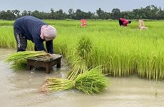 Vaticina disminución de producción de arroz en Tailandia