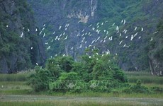 Vietnam por impulsar medidas para preservar aves silvestres y migratorias 