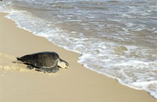 Rescatan a tortuga marina en peligro de extinción en provincia vietnamita