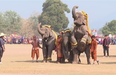 Festival del Elefante de Laos 2024 tendrá lugar en febrero