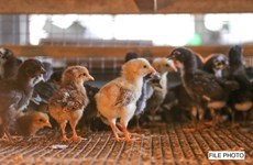 Filipinas prohíbe importaciones de aves de corral procedentes de Bélgica y Francia