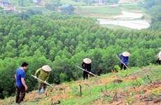 Vietnam avanza en proyecto de plantación de mil millones de árboles