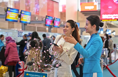 Vietnam Airlines transporta flores de albaricoque y melocotón en ocasión del Tet