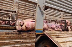 Camboya: Sospechan que 130 cerdos murieron por peste porcina africana