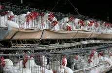 Filipinas prohíbe productos avícolas de dos estados de Estados Unidos