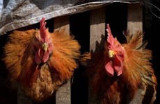 Camboya registra el segundo caso de gripe aviar en humano este año