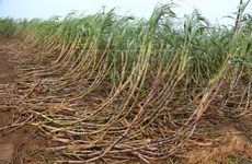 Pronostican disminución de producción de azúcar de Tailandia