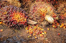 Las existencias de aceite de palma de Malasia alcanzan su nivel más bajo en seis meses