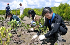 Localidades vietnamitas responden al festival de siembra de árboles