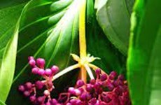 Orquídeas de Malasia se consideran exportaciones potenciales