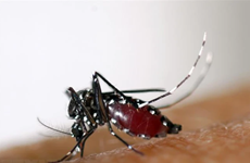 ​ Laos enfrenta riesgo creciente de propagación del dengue