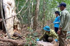 Liberan en Vietnam a naturaleza especies en peligro de extinción