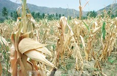 El Niño cuesta a la agricultura filipina hasta casi 19 millones de dólares