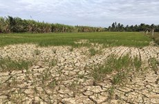 Intrusión de agua salada amenaza la cosecha de arroz en el Delta del Mekong