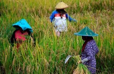 Indonesia: la estación seca será menos severa este año