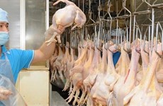 Vietnam exportará a mercado musulmán mil toneladas de carne de pollo por mes
