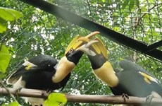 Parque Nacional Phong Nha-Ke Bang recibe 11 animales raros y salvajes