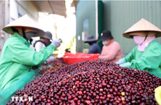 Vietnam reporta tendencia alcista de precios del café y pimienta