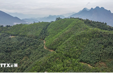 Localidades vietnamitas se benefician de venta de créditos de carbono 