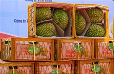 Durián vietnamita representa casi 32% de cuota del mercado en China