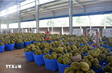 Durián vietnamita representa casi el 32% de las importaciones de China