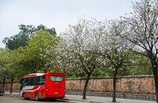 Calles brillantes de Hanoi en la temporada de flores de Ban