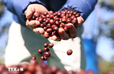 Vietnam se convierte en segundo suministrador de café a UE