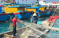Provincia vietnamita trabaja duro para combatir la pesca ilegal