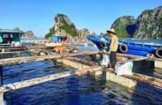 Quang Ninh. un modelo para acuicultura sostenible en Vietnam