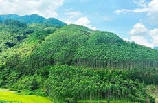 Vietnam determina desarrollar el valor de usos múltiples del ecosistema forestal