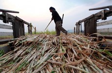 Producción de caña de azúcar de Tailandia disminuye debido a sequía
