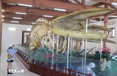 Esqueletos de ballenas en isla vietnamita de Ly Son atraen a los visitantes