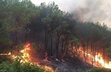 Primer ministro pide reforzar medidas para prevenir incendios forestales