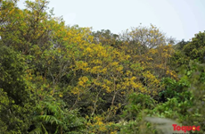 Contemplar flor amarrilla de vaina de cobre en península de Son Tra