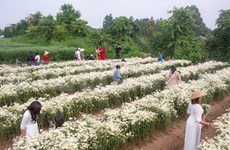 Jardín de crisantemos blanco en Hanoi atrae a jóvenes a tomar fotos 