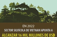 Sector silvícola de Vietnam apunta a alcanzar 16 mil millones de dólares en 2022