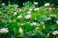 Contemplan belleza de loto blanco en suburbio de Hanoi